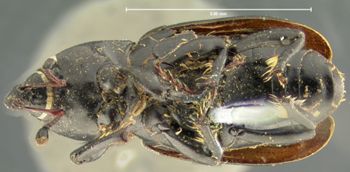 Media type: image;   Entomology 5204 Aspect: habitus ventral view